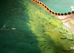 images/pesca/pesca1.jpg