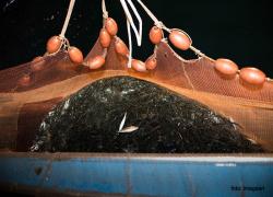 images/pesca/pesca2.jpg