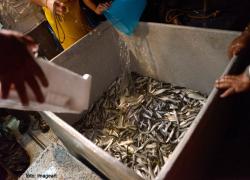 images/pesca/pesca4.jpg